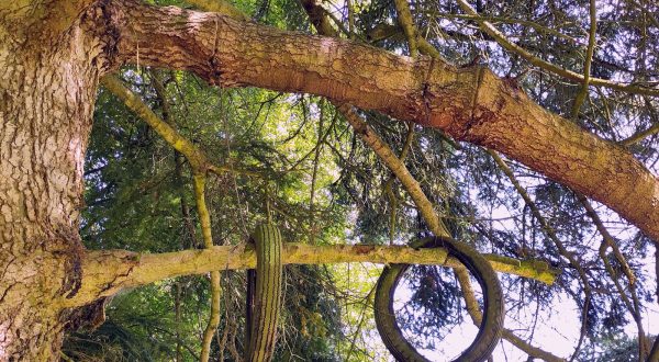 Balançoire oubliée dans un pâturage de Bassecourt, l'arbre est le plus fort.