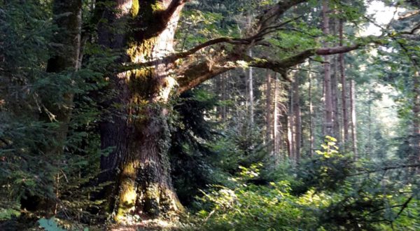 Le chêne remarquable des Grangettes dans la forêt de la bourgeoisie de Bassecourt