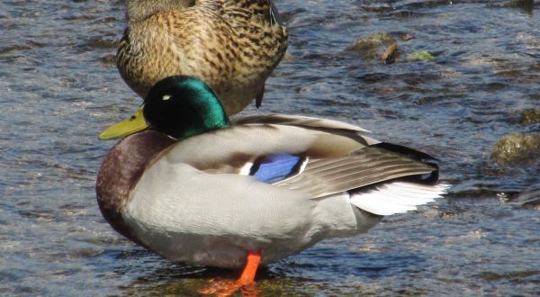 Canards colverts sur La Sorne à Bassecourt