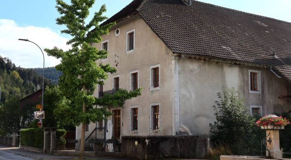 Le ginkgo planté le 1er janvier 2000 par les enfants de Berlincourt.